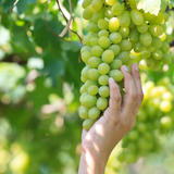 SEEDLESS GREEN GRAPE