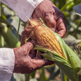 YELLOW CORN